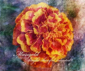 Birthday Blossoms Wall Art - Marigold, with characteristic description
