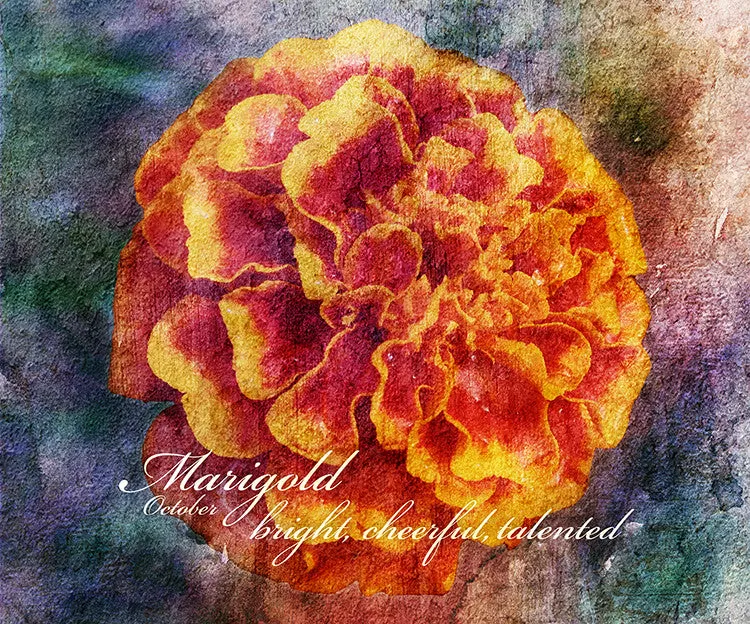Birthday Blossoms Wall Art - Marigold, with characteristic description
