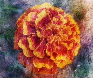 Birthday Blossoms Wall Art - Marigold