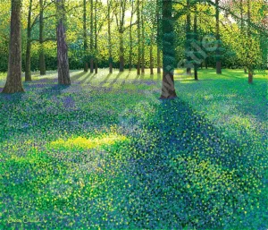 Bluebells at Wisley Limited Edition Print