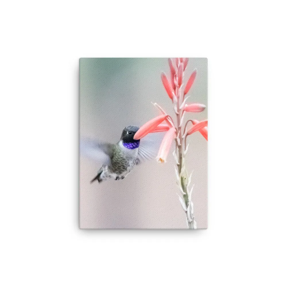 Canvas photo print of Black-chinned Hummingbird hovering near Aloe