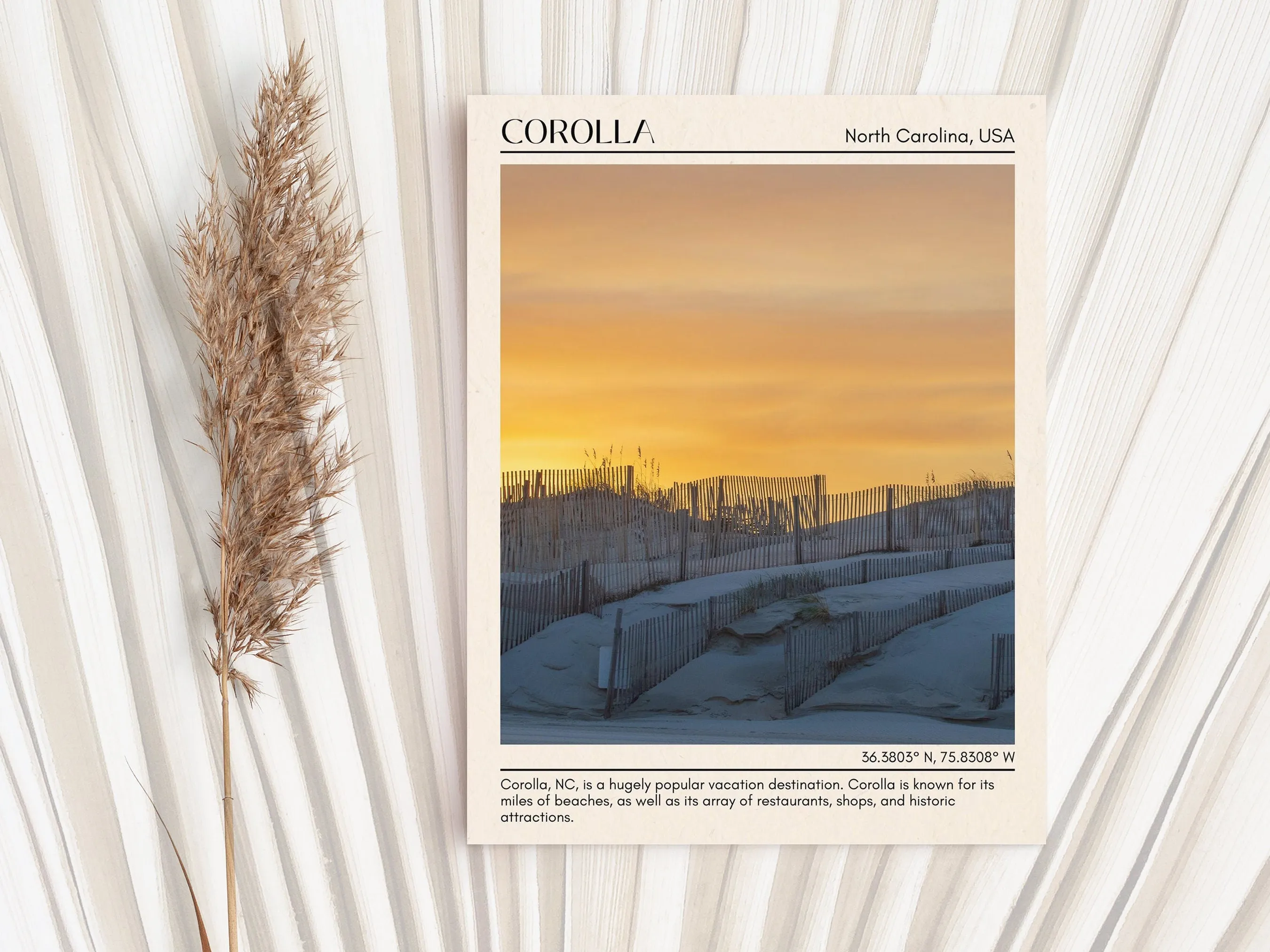 Corolla Wall Canvas, USA