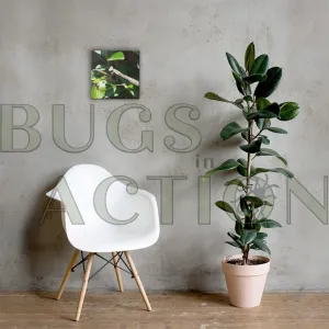 Mantis Canvas