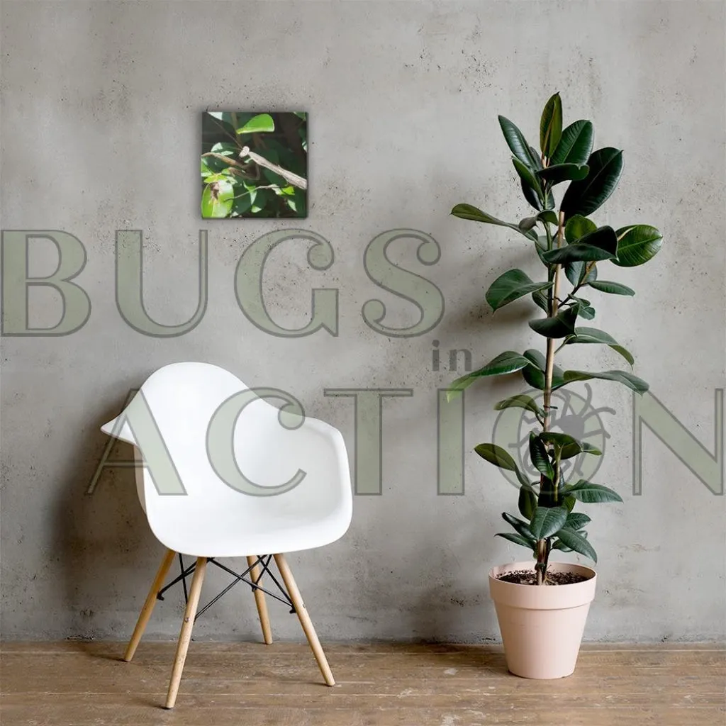 Mantis Canvas