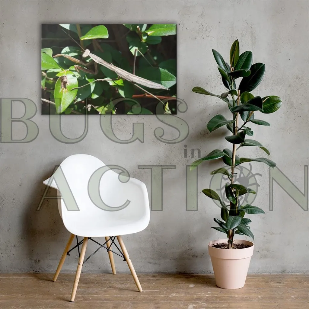 Mantis Canvas