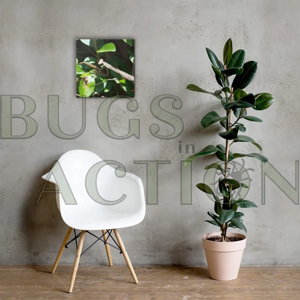 Mantis Canvas