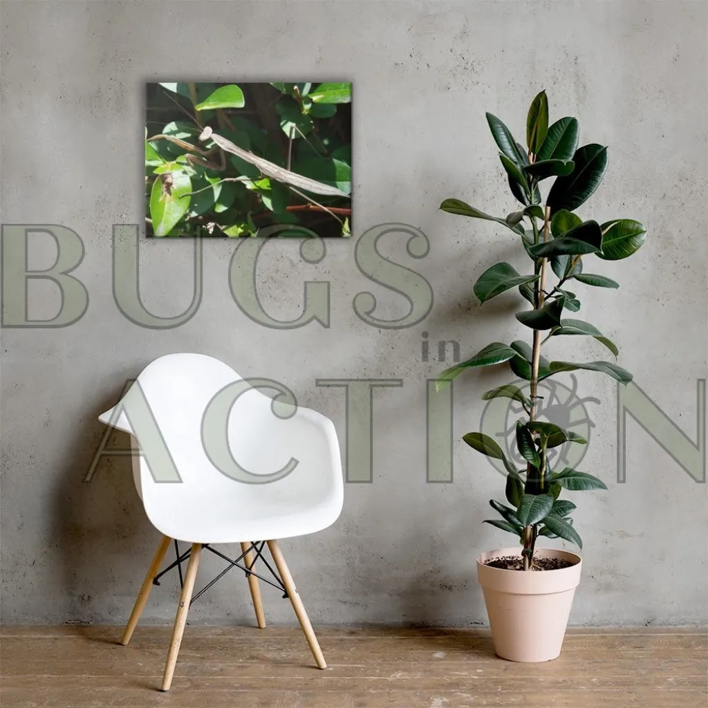 Mantis Canvas