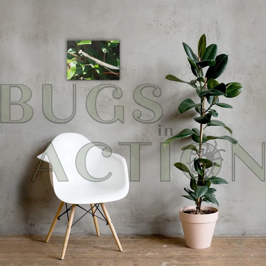 Mantis Canvas