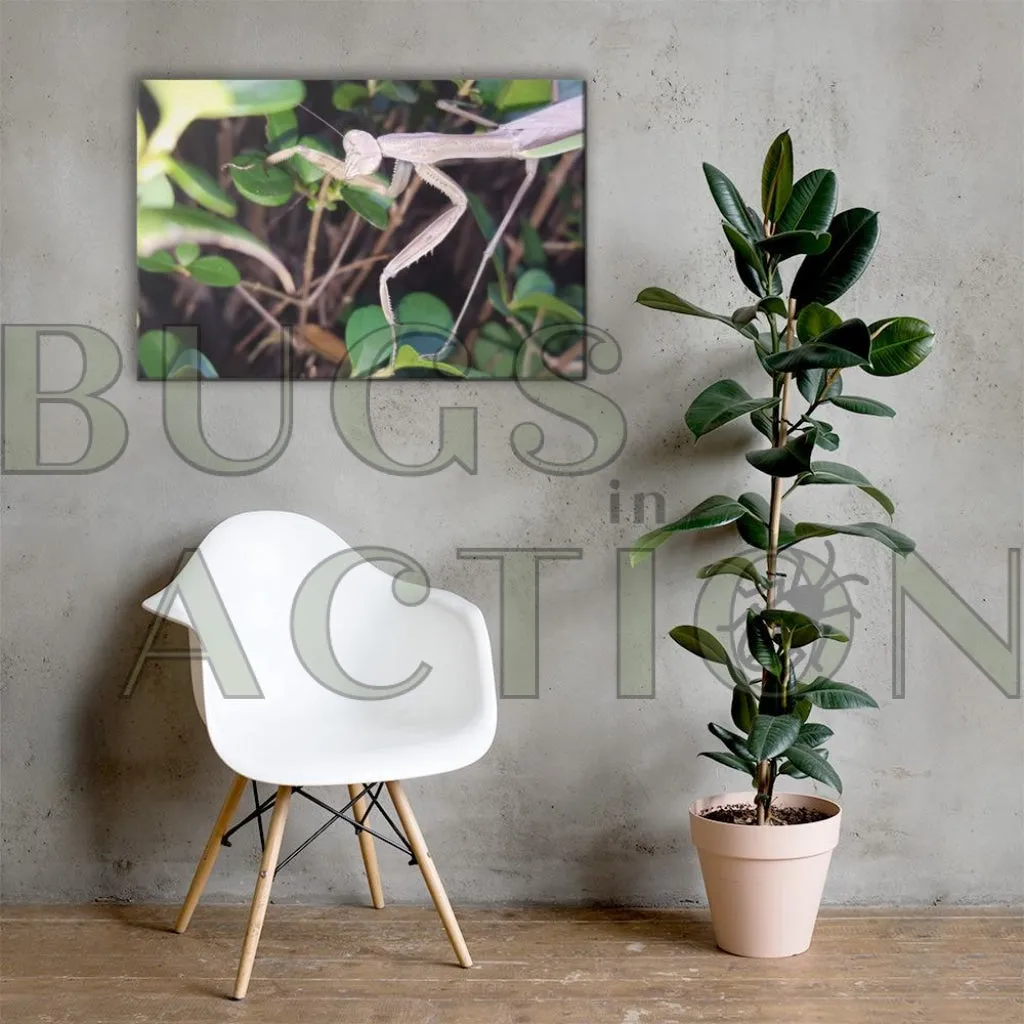 Mantis in Bush Canvas