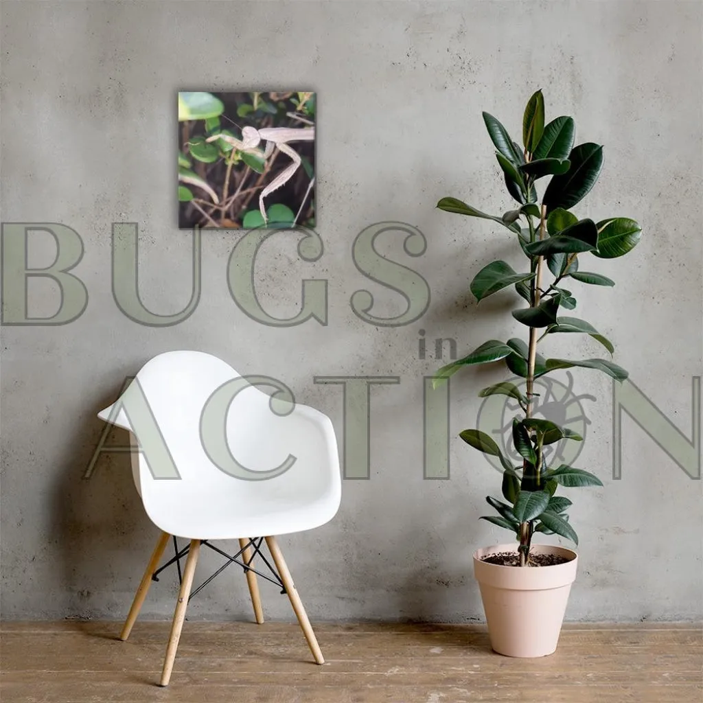 Mantis in Bush Canvas