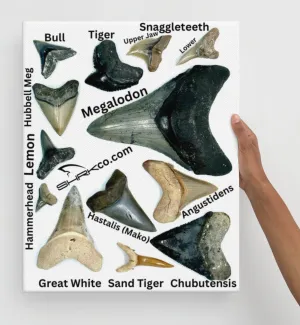 Shark Tooth Fossil Identification Chart Canvas Print